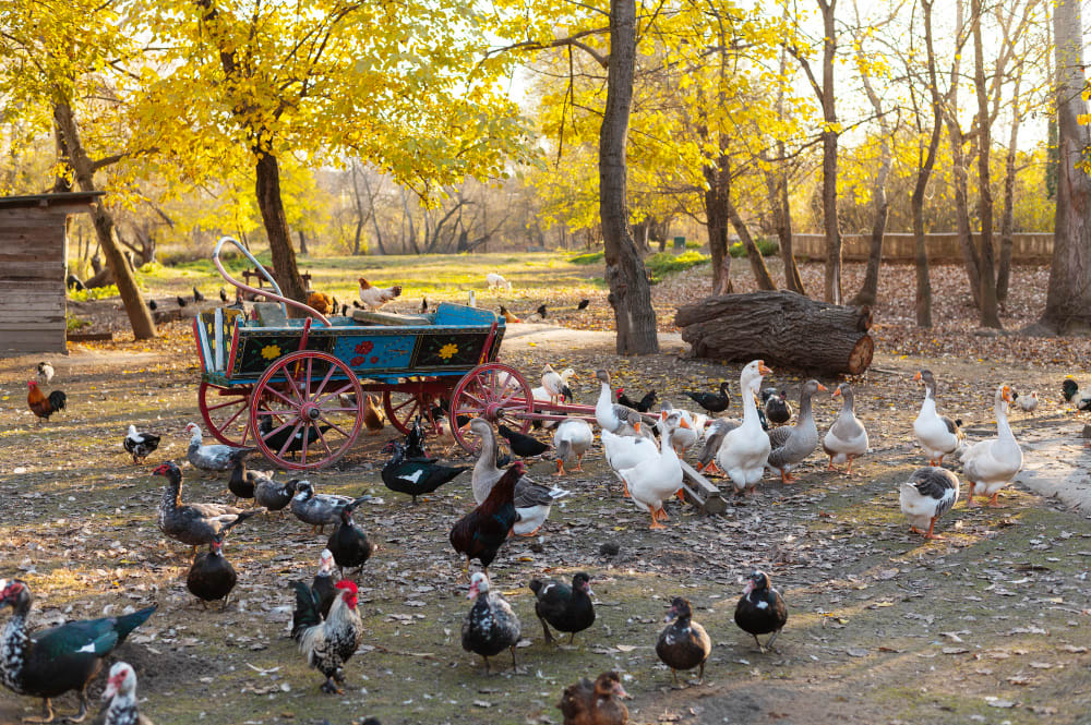 Poultry Farming Financial Projections